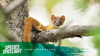 Species Spotlight: Longtailed weasel