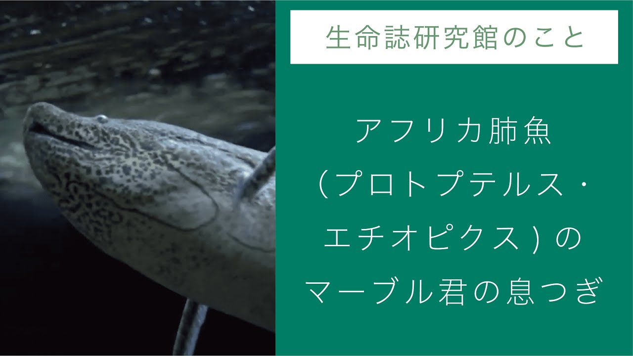 肺魚のアボカドとマーブル Jt生命誌研究館