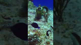 Green Moray Eel Eating An Octopus