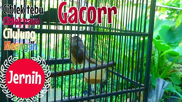 ciblek tebu meongan gacor
