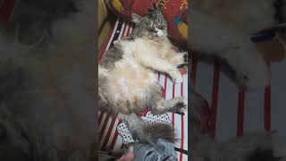 ang cute ng pusang si crinkles pag natulog nakabukaka🐆😊
