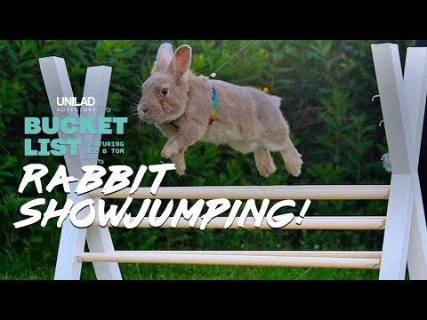 The World's Cutest Sport? | Rabbit Show Jumping