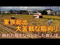 家族総出で大苦戦、倒れた稲をなんとかした田んぼの稲刈り 田んぼ・2021 20210907