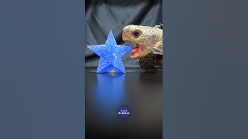 ASMR Mukbang Eating Blue Star ⭐ Turtle Tortoise