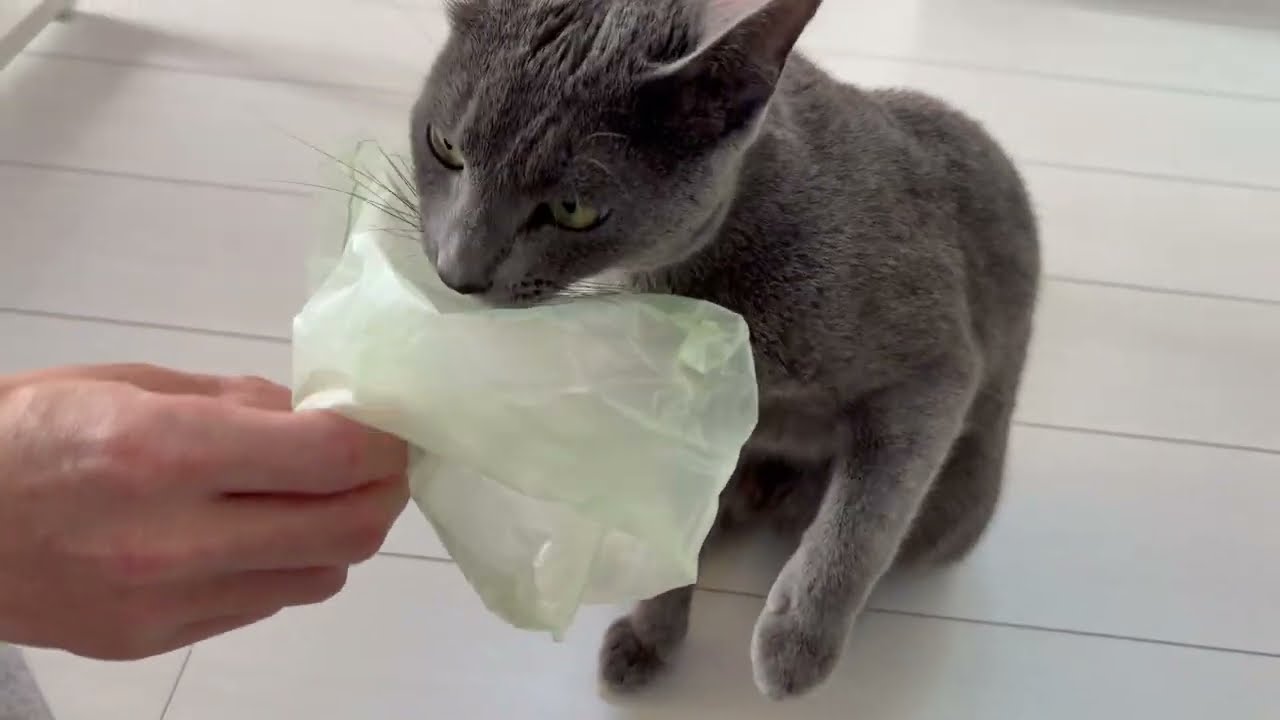 【遊びたい盛り】全部おもちゃ！