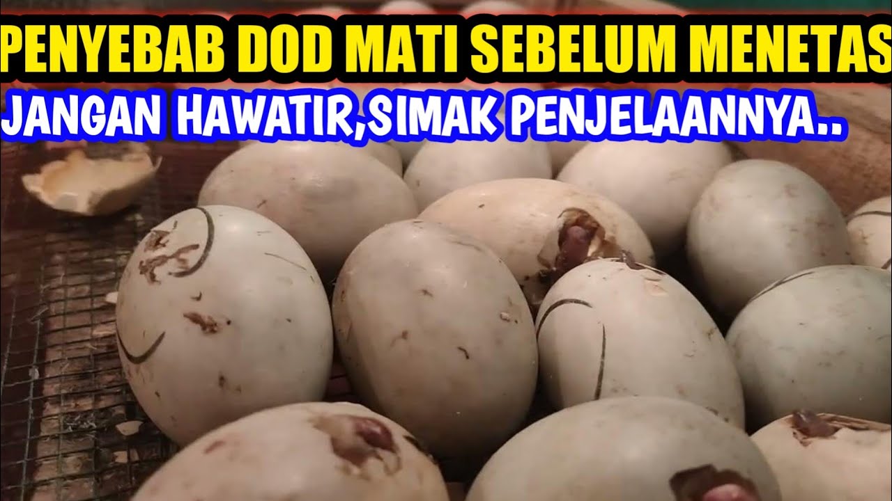 penyebab dod mati sebeleum menetas