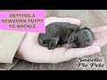 How to get a newborn Chihuahua puppy to suckle - it's easy!  | Sweetie Pie Pets by Kelly Swift