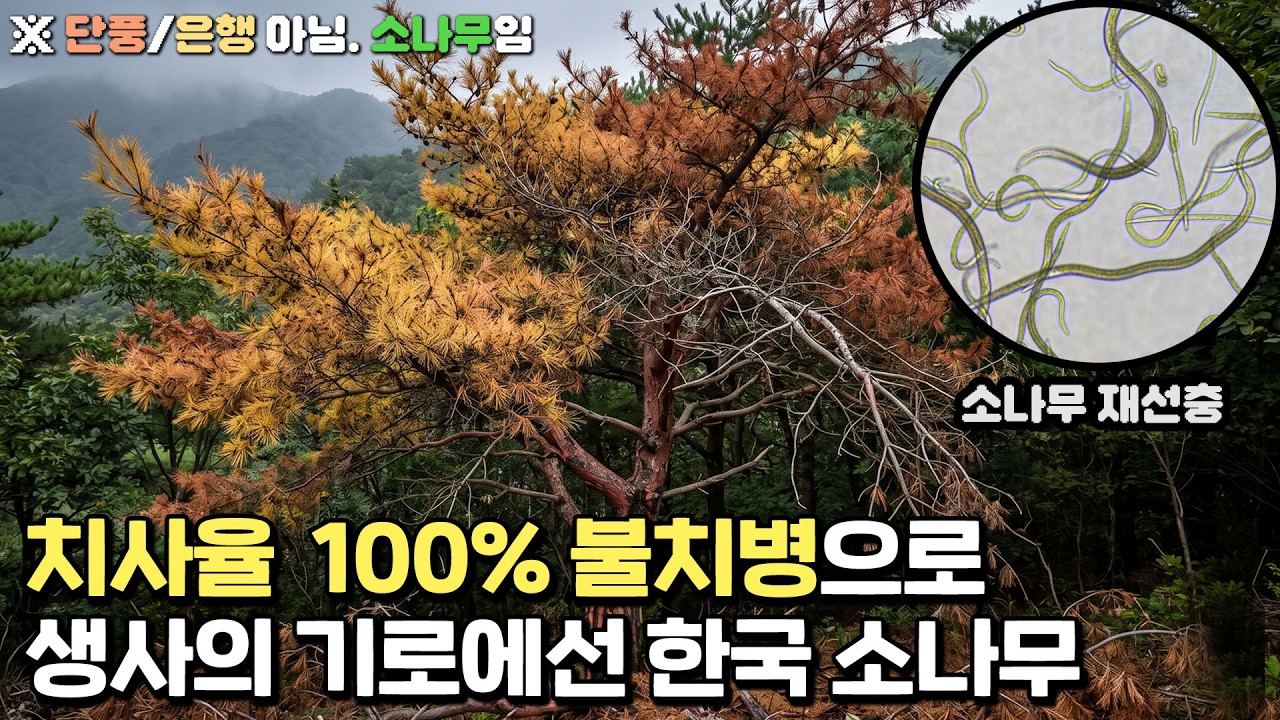 소나무 불치병 대유행, 멸종 위기에 몰린 한국 소나무
