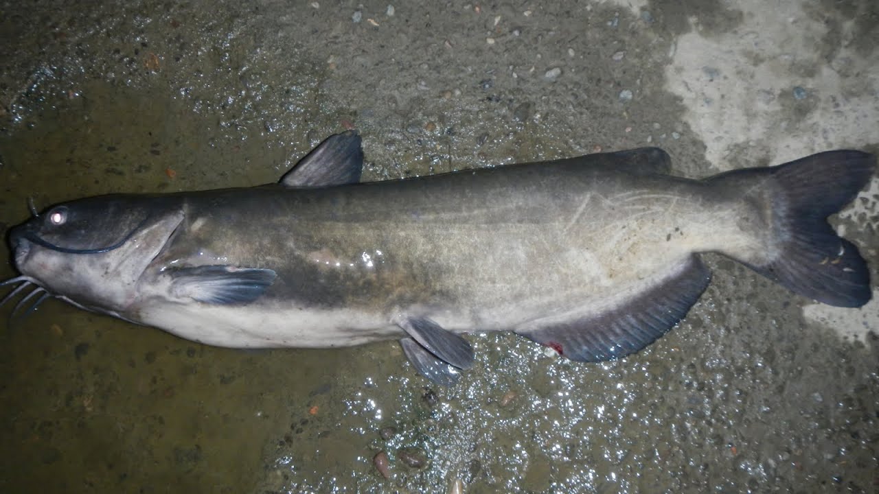 Bait Fishing #100 - Big Channel Catfish Night Fishing with Cut Bait 