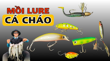 HƯỚNG DẪN CHỌN MỒI VÀ KINH NGHIỆM CÂU LURE CÁ CHÁO | Dương Quốc Việt|