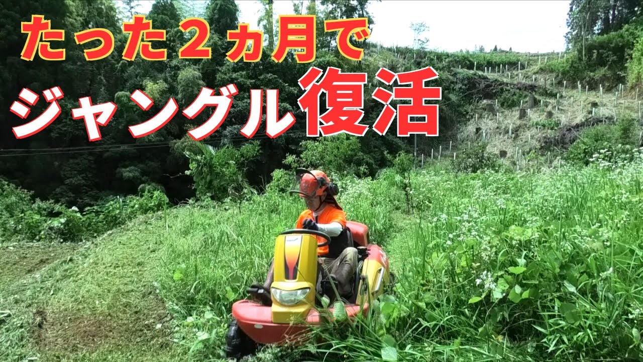 2ヵ月前にツルツルにしたのにジャングルに戻った柚子畑を草刈り