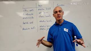 The 5 Specialized Cells Found In The Epidermis