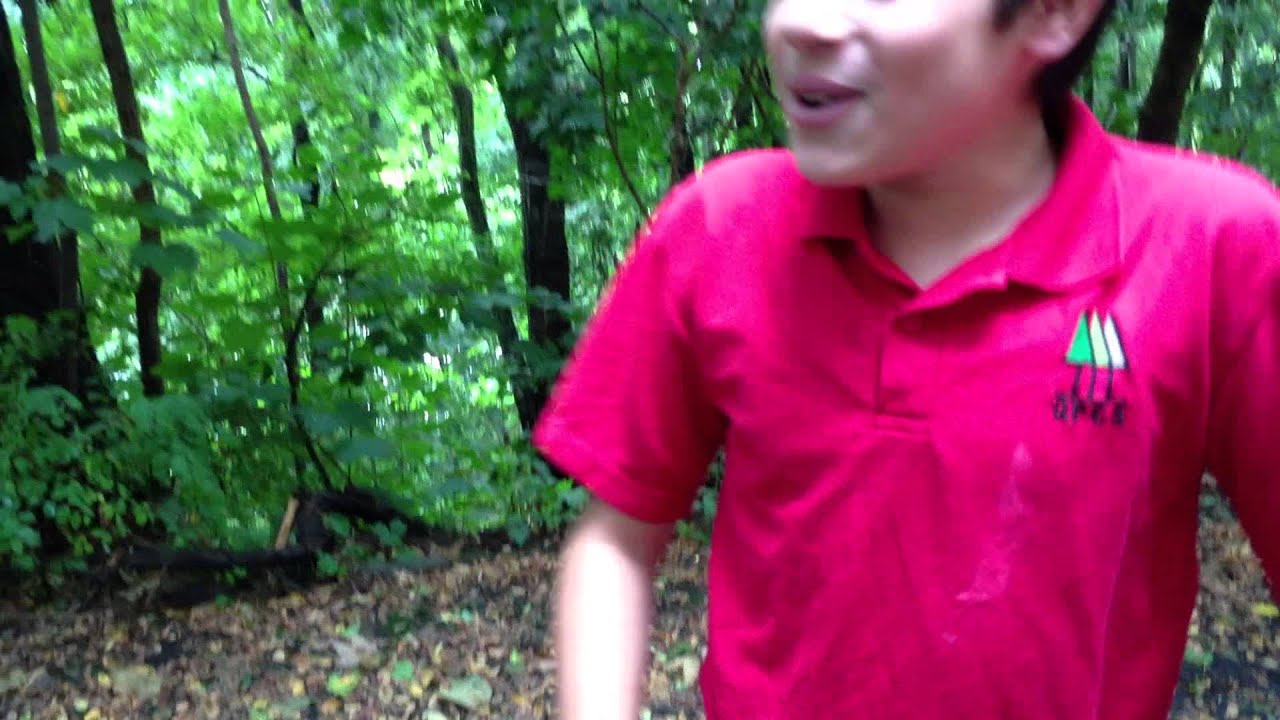 fungi song fungi song