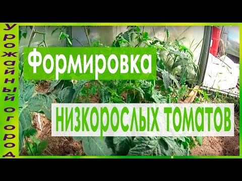 ФОРМИРОВКА (НИЗКОРОСЛЫХ) ДЕТЕРМИНАНТНЫХ ТОМАТОВ!!!