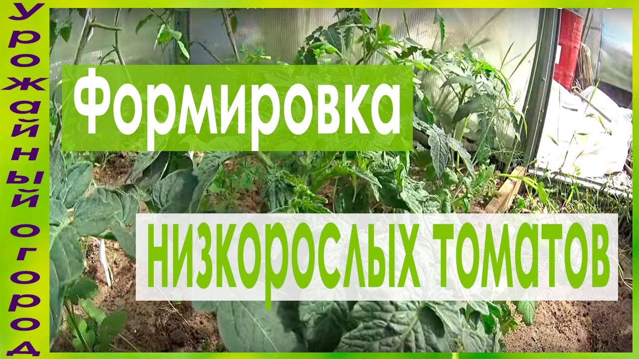 ФОРМИРОВКА (НИЗКОРОСЛЫХ) ДЕТЕРМИНАНТНЫХ ТОМАТОВ!!!