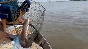 giăng Câu Sông Tiền Bằng Mồi Cua Dính Cá Ngát Khủng Và Pha Rà Câu Huyền Thoại # SĂN BẮT ĐỒNG THÁP #