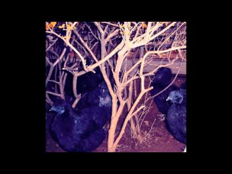Cd merzbow animal magnetism (777078900128)