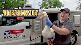 Missing Geese Return Home