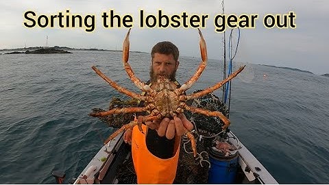Sorting lobsters gear out