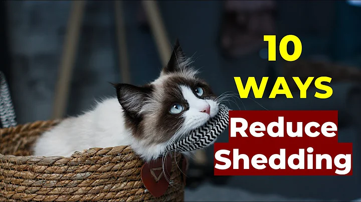 10 Ways to Reduce Cat Shedding