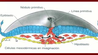 Tercera semana del desarrollo embrionario