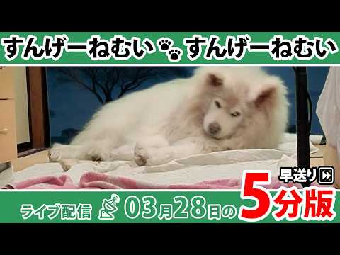 寝落ちにつぐ寝落ち！  5分で深堀り＆振り返り！ ちょめの寝落ちライブ 早送り｜わさお一家｜2026/03/28