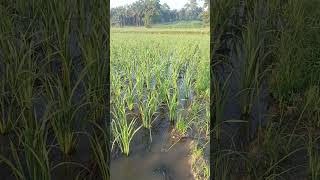 Rice Tot Age 20 Hst withouttilling oteote