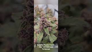 Banana Purple Punch Auto-DWC- Time-lapse Day142T /86 Flower To Harvest