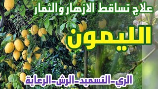زراعة الليمون وانسب طريقة لري نبات الليمون-علاج تساقط زهرة الليمون التسميد والمعالجة بالرش