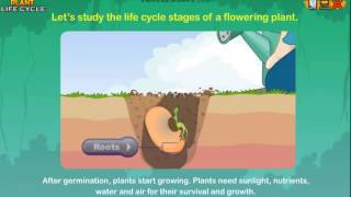 Plant Life Cycle - Online Lesson for 3rd Grade Plant Life Cycle - Online Lesson for 3rd Grade