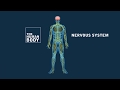 Nervous System Functions and Reflexes