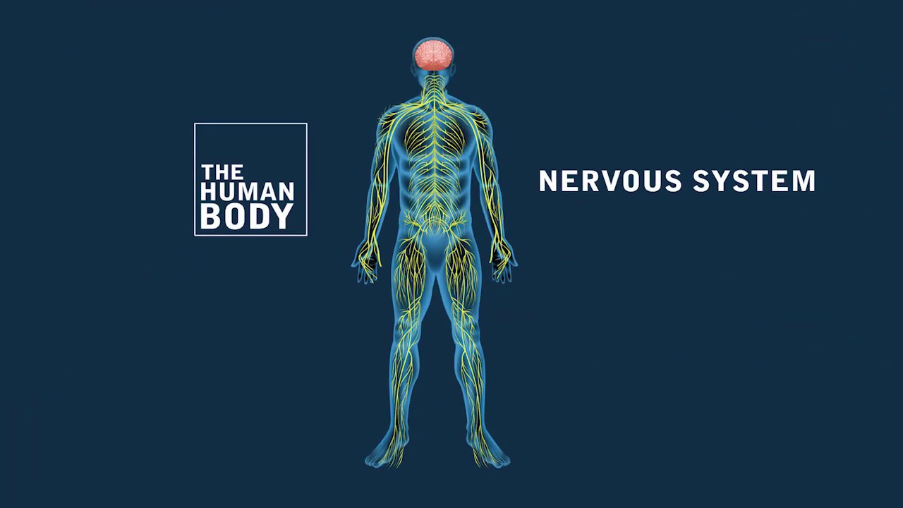 The Nervous System Youtube : The Nervous System- Animation-Video for ...