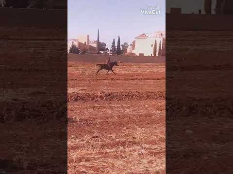 هذا رفيق الدرب