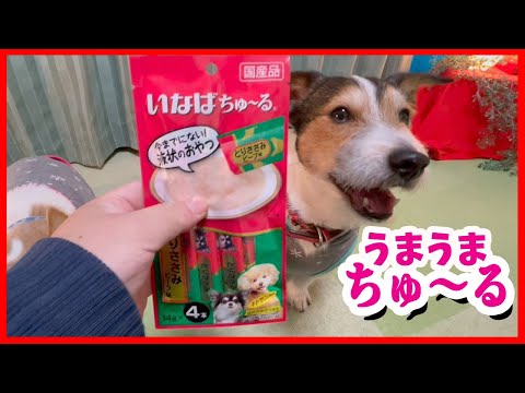 ちゅーるを食べたジャックラッセルテリアの表情が面白可愛かった