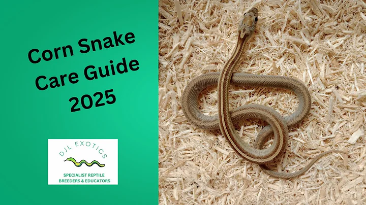 Corn Snake Care Guide 2025 🐍 | Beginner Snake Care Tips, Enclosure Setup & Feeding