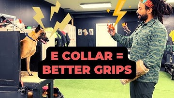 E- Collar Used to Motivate Better Biting Habits