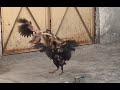 fighter aseel home breeds || aseel fancy hens