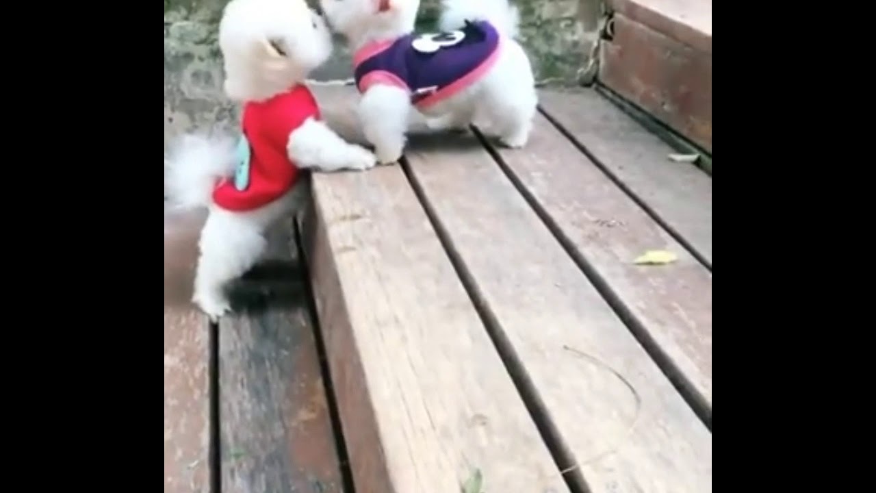 The nicest dogs. The nicest dog in the world. 🐕🐶 YouTube