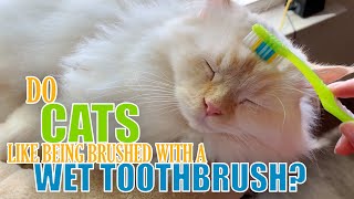 Do Cats Like Being Brushed with a Wet Toothbrush? by Pearl's Ragdolls 4,348 views 3 years ago 2 minutes, 11 seconds