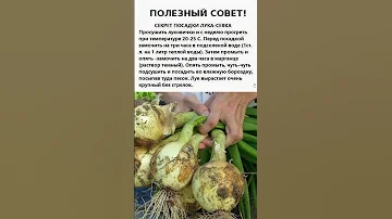 Лук Ничем Не Будет Болеть и Вырастет с Кулак, Если Перед Посадкой Обработать Севок Так! #shorts
