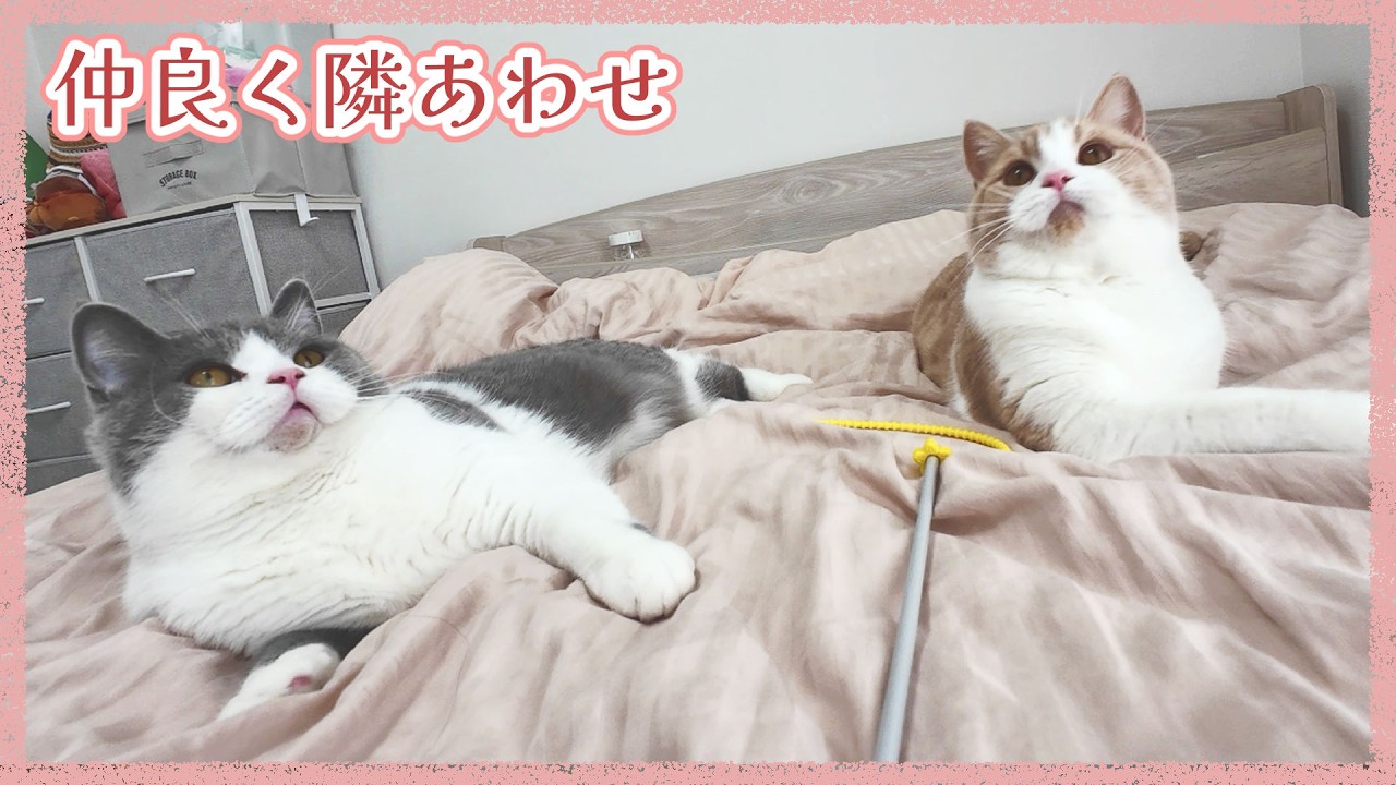 まったり一緒に過ごす仲良しな猫たち - YouTube