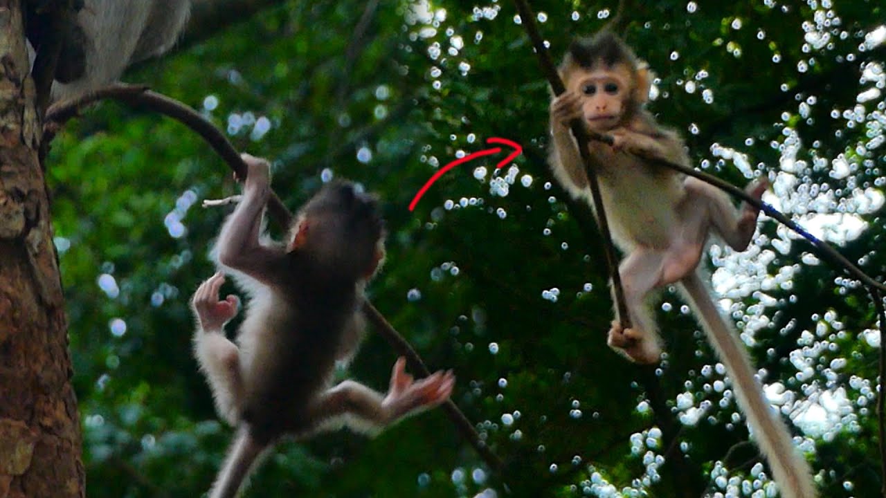 Mother Malika is not worried about her little baby as she plays on a small tree branch