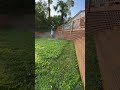 Wacking down some weeds #lawncare #lawnmaintenance