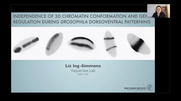 Liz Ing-Simmons: "Independence of 3D chromatin con...