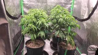 How to grow cannibis OG Chem veg stage LED 5 gallon pots promix lst supper cropping
