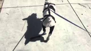 Walkabout double knee braces