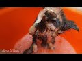 How to Bathing kitten or cat with fleas, removing mold, ringworms and fungus