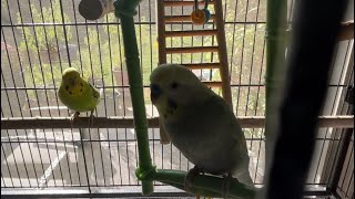 Happy birds playing and flying time 🦜🦜🐦🐤#pets #parakeet #bird #buggies 🙏🏻🕉️🙏🏻 by Babita Sharma 25 views 7 months ago 7 minutes, 19 seconds