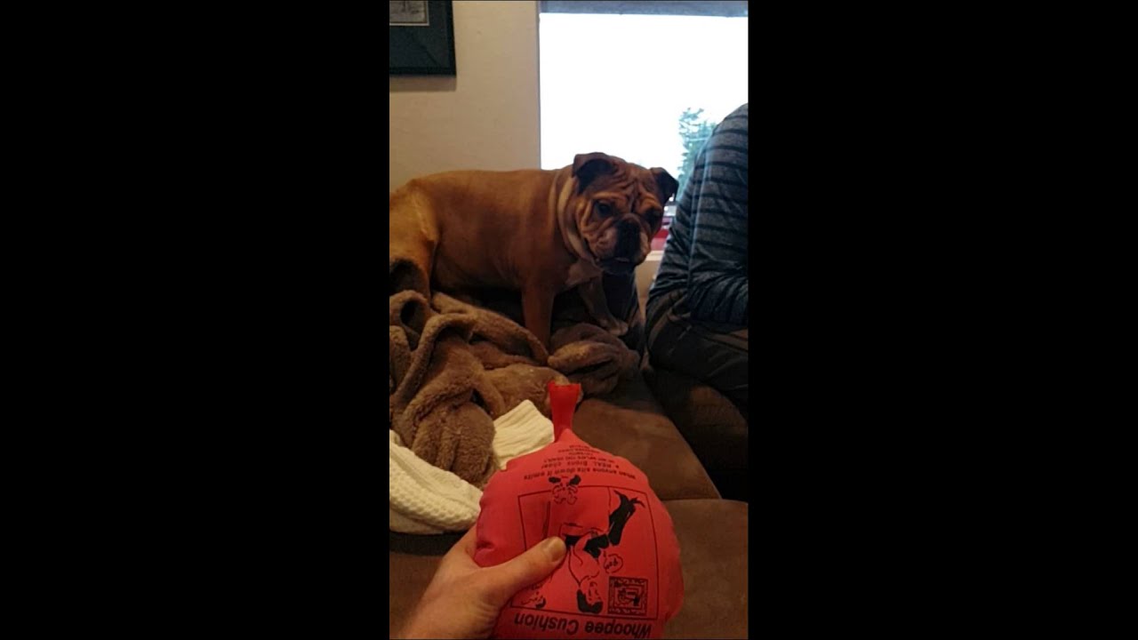 Dog vs Whoopee Cushion Slow Mo YouTube
