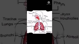 मानव श्वसन तंत्र human respiratory system ( study with Rekha mam science)